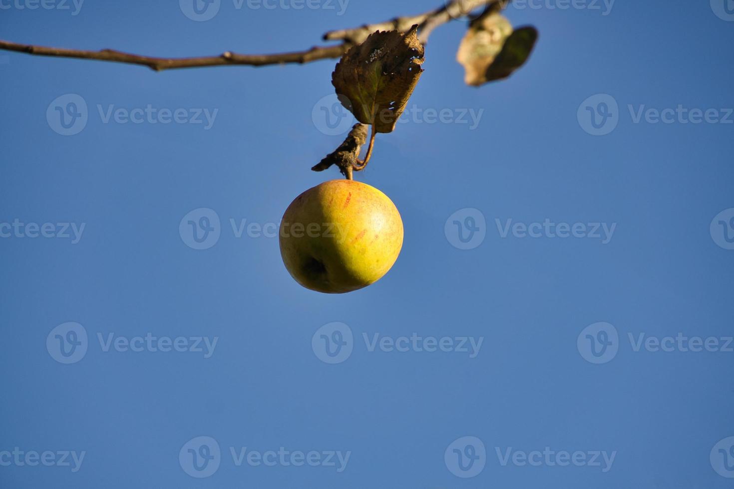 Apple on the branch. Fruit hangs on the tree. Fruit rich in vitamins. Food photo