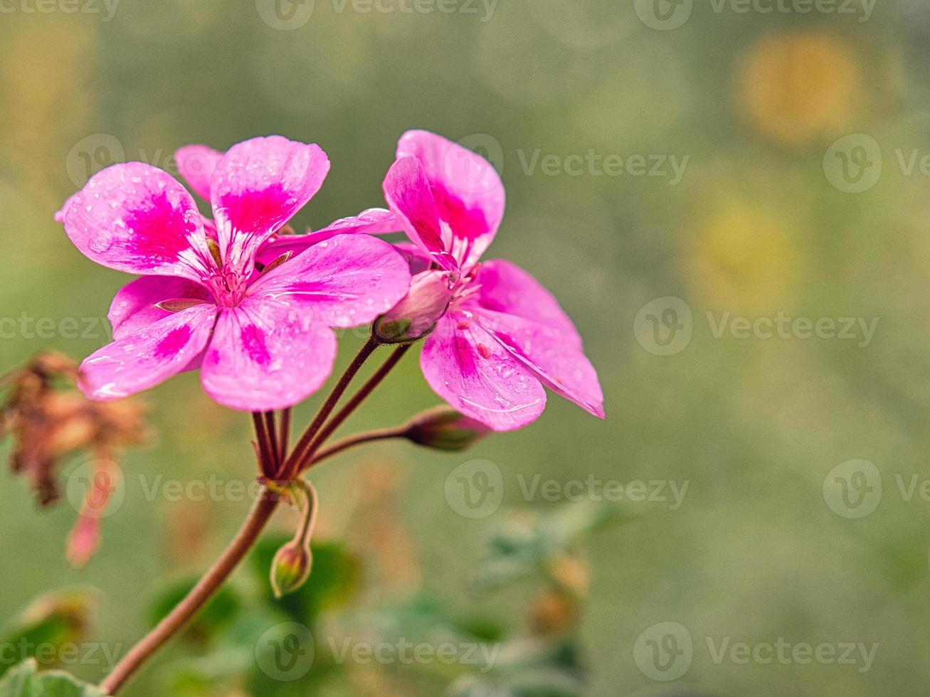 gorgeous geranium with beautiful bokeh in full splendor. nature photo