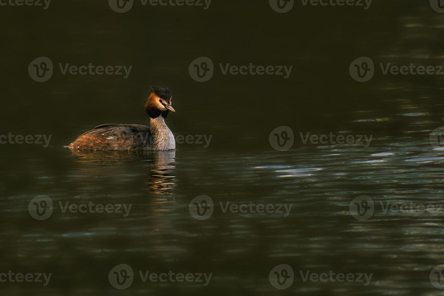 The Great Crested Grebe was Bird of the Year 2001 in Germany and Austria photo