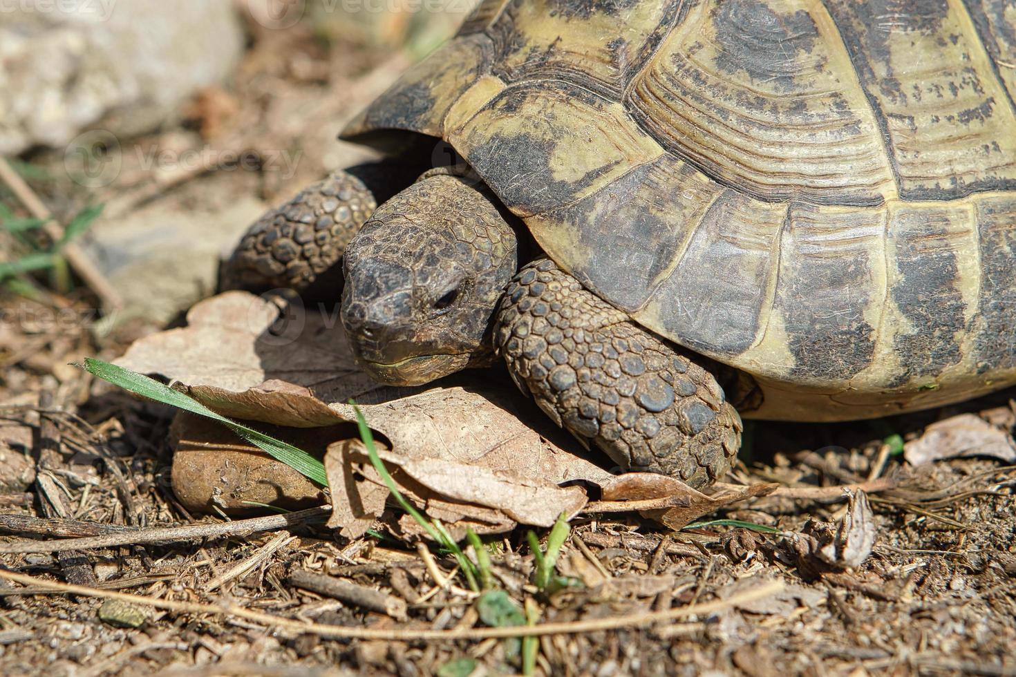 Greek tortoise foraging on sandy substrate. Reptiles photo. Animal shot photo