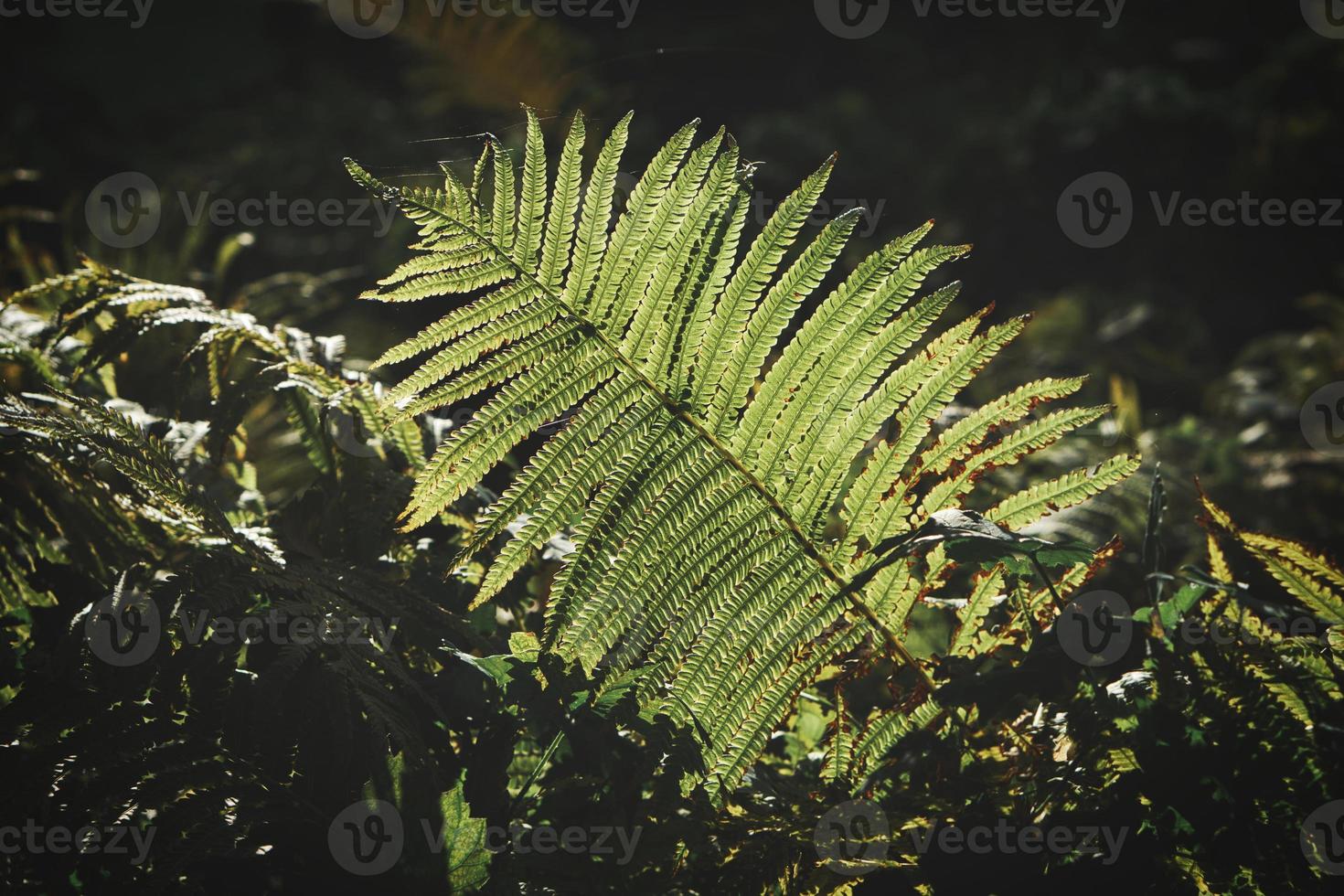 Yellow green fern leaf at autumn time with autumn light. Fern leaf in foreground photo