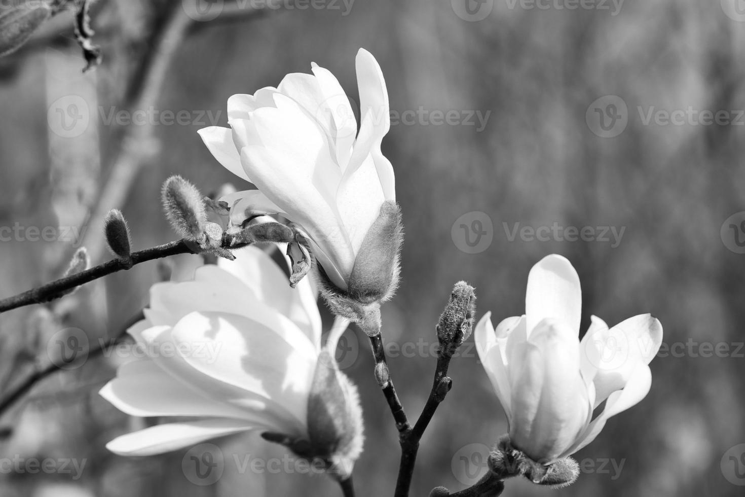 Magnolia blossom on a magnolia tree taken in black and white. Magnolia trees photo