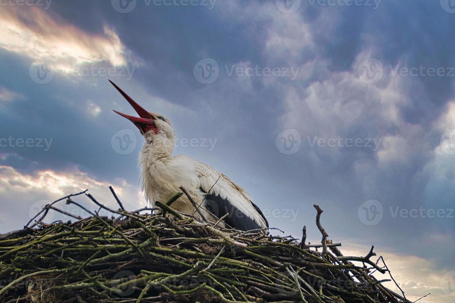 White stork at nesting site. Bird of the Year 1994 in Germany. Wildlife photo