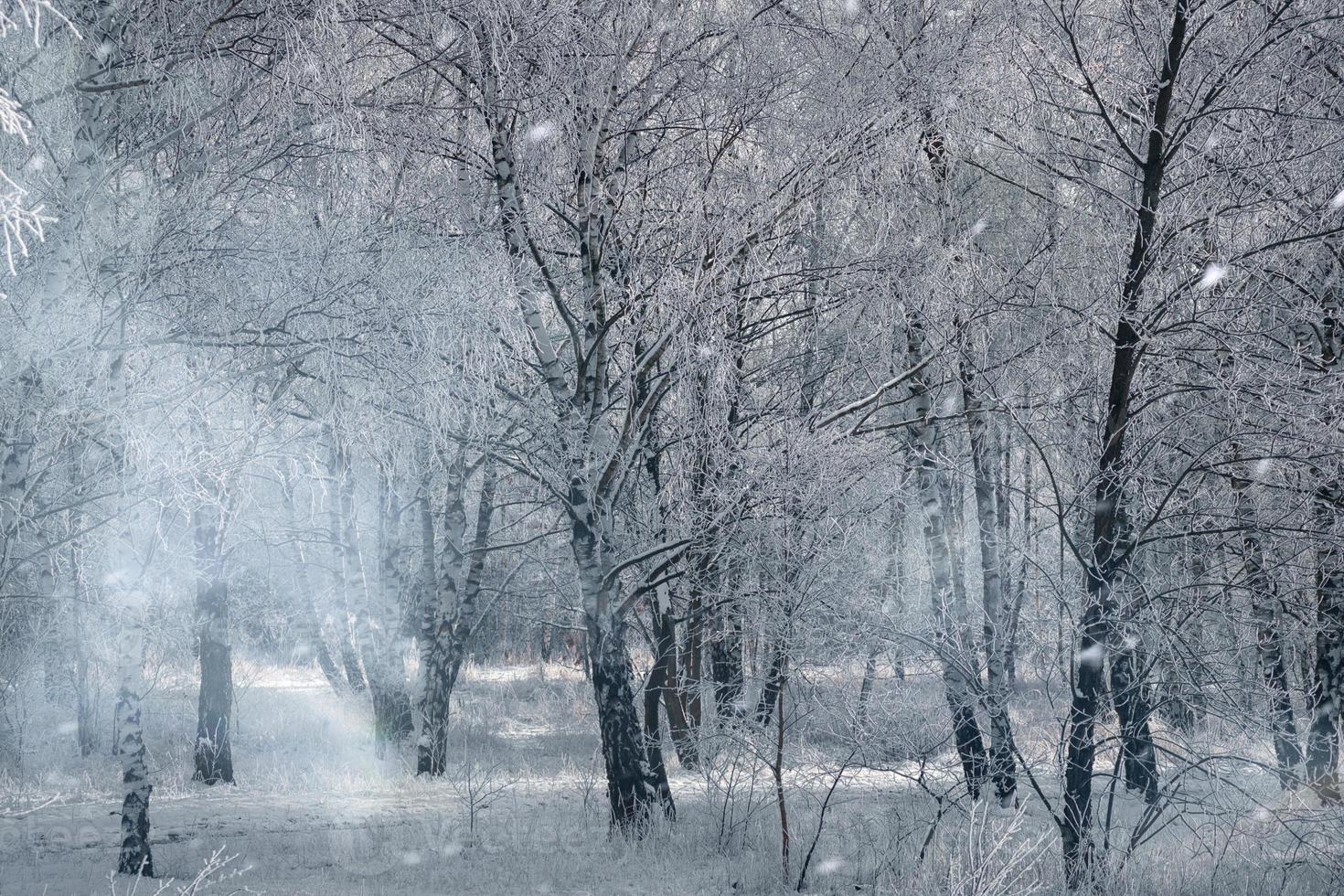 snowy birch forest on the outskirts of Berlin. Frost forms ice crystals on the branches photo