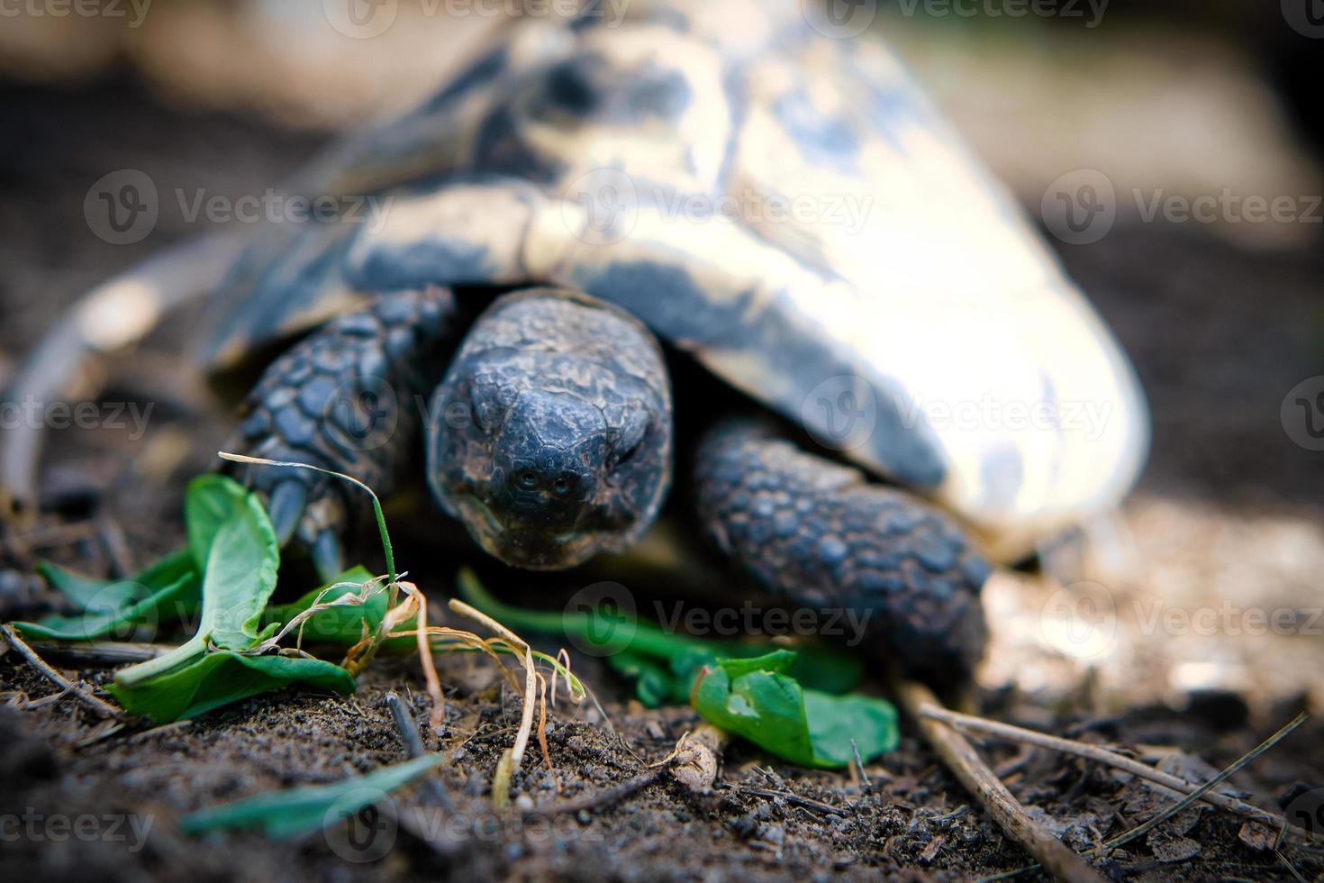 Greek tortoise foraging on sandy substrate. Reptiles photo. Animal shot photo