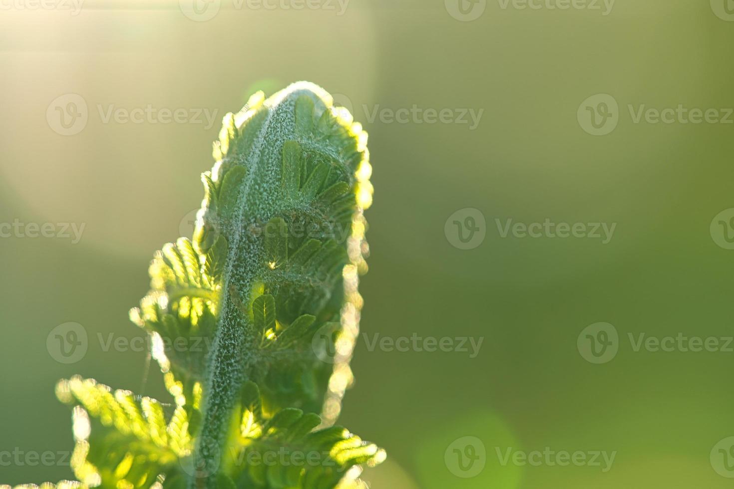 Fern snail with autumn light. Fern leaf in foreground. Blurred background with bokeh photo