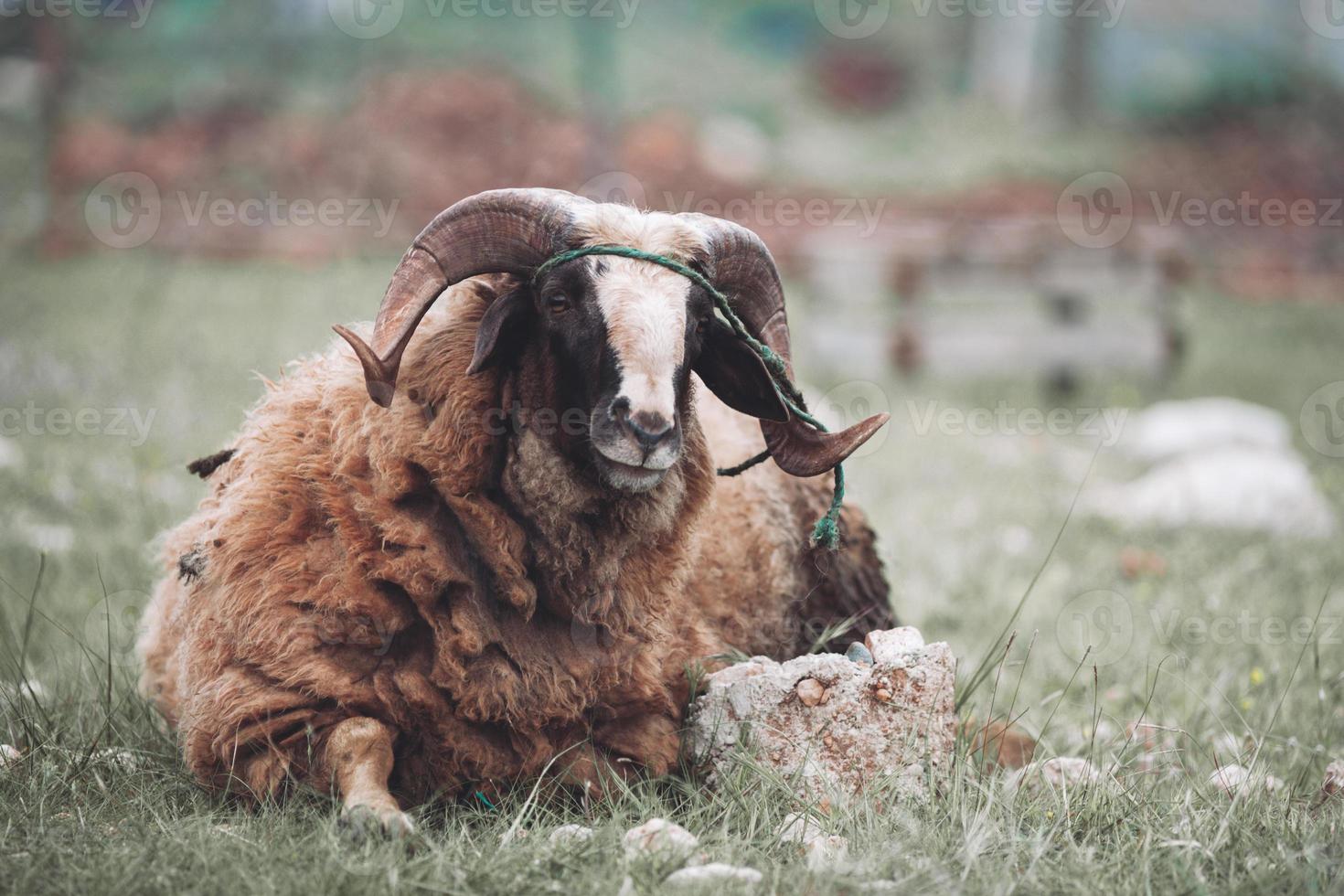 an adult ram with curled horns spoils in the pasture. photo