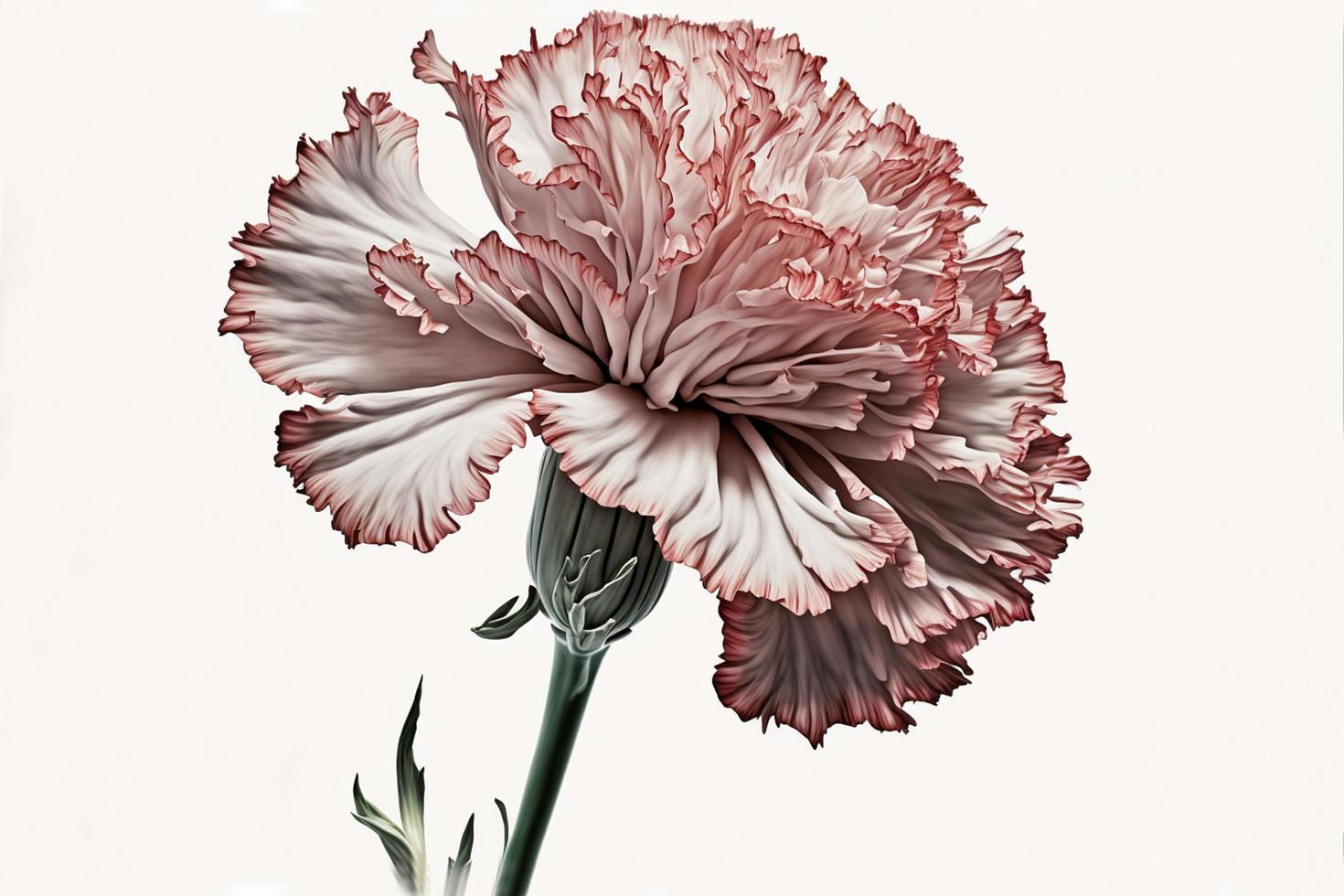 Carnation Isolated On White Background photo