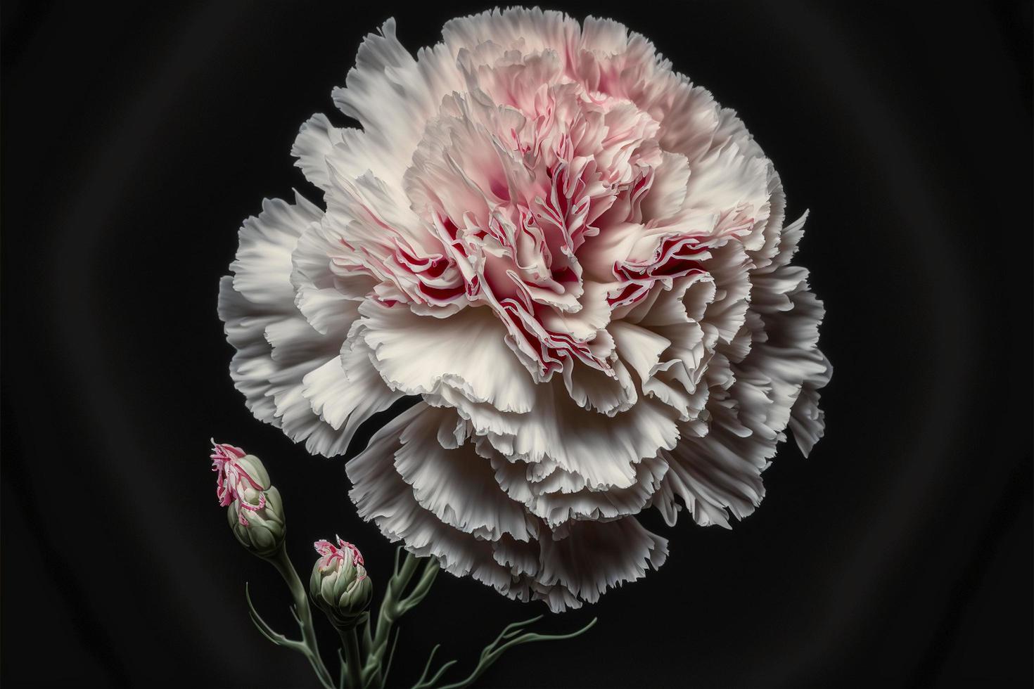 Red carnations isolated on the black background photo