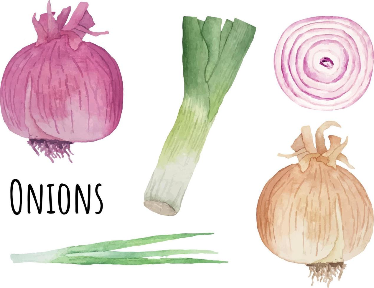 Watercolor illustration of various types of onions. Red, yellow, white onion, scallions and leek vector