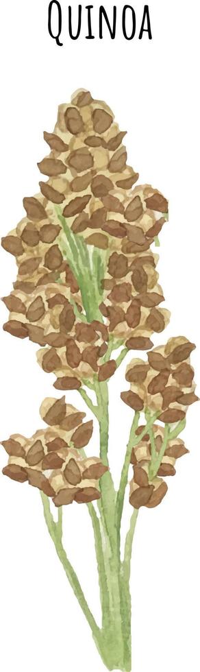 Watercolor seedlings quinoa. Quinoa plant illustration. South America plant vector