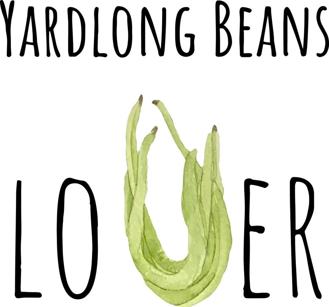 Watercolor illustration of yardlong beans. Fresh asian vegetables. Asian food. Watercolor raw vegetables. Yardlong beans lover. Chinese Snake Beans. Long-podded cowpea. vector