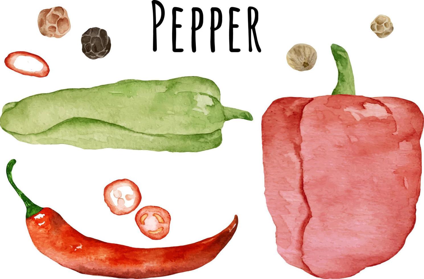 ilustración acuarela de diferentes pimientos jalapeño verde, pimentón rojo, pimiento picante rojo y guisantes. verduras crudas frescas. vector