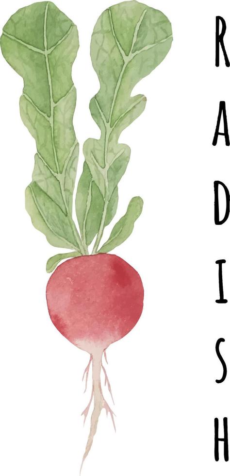 Watercolor illustration of radish. Fresh raw vegetables. Radish lover illustration vector