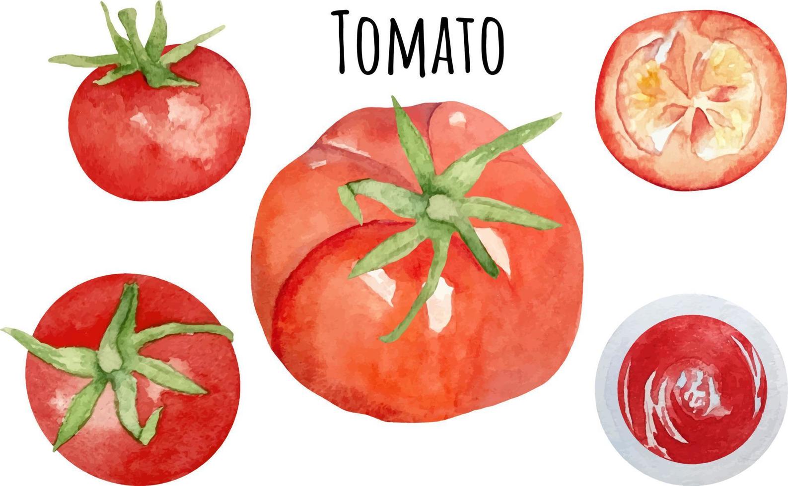 ilustración acuarela varios tipos de tomate. verduras crudas frescas. salsa de tomate, rodajas de tomate. vector