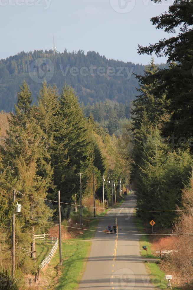 A rural Washington road with pine trees in the afternoon with high mountains in the background. photo