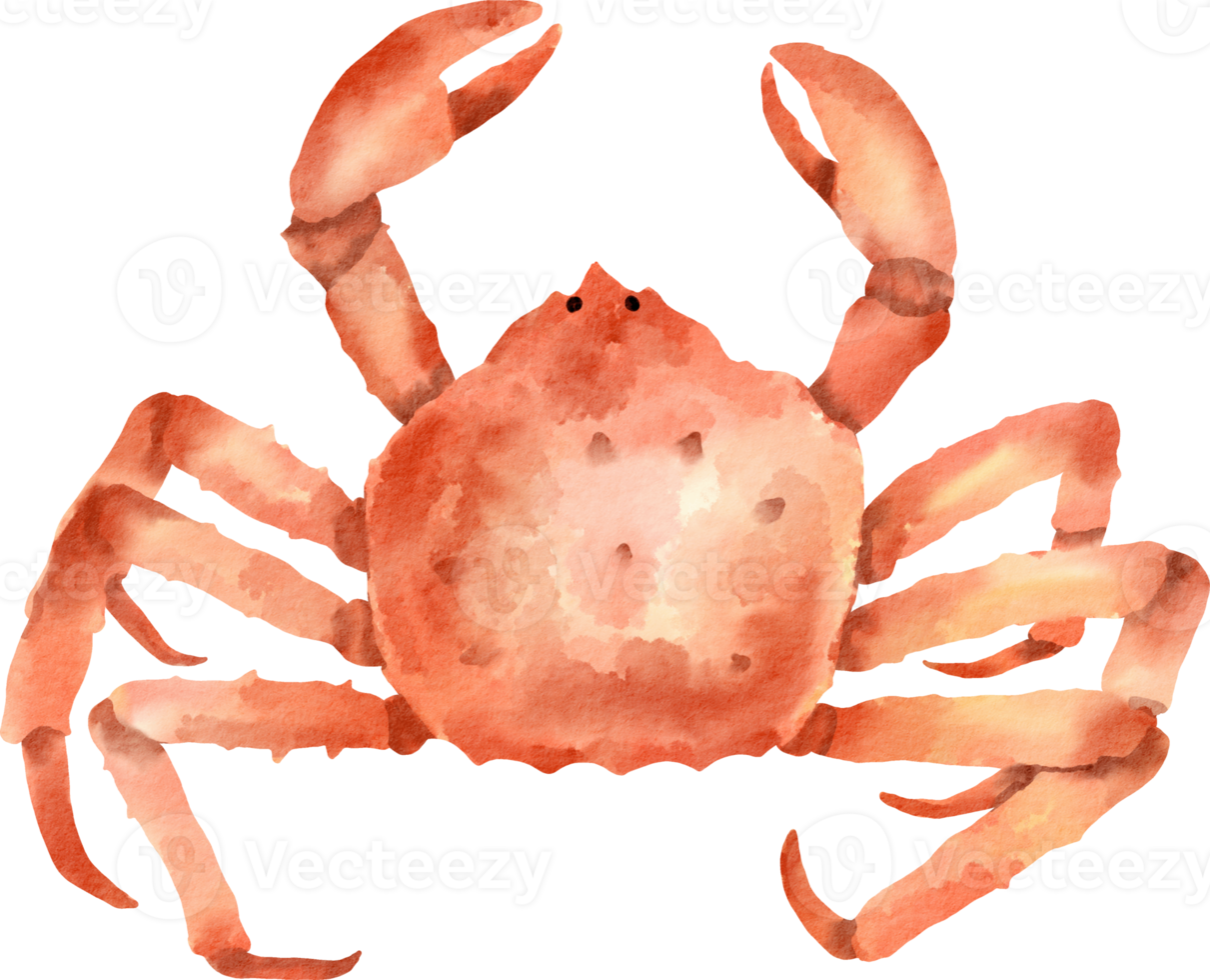 watercolor king crab png