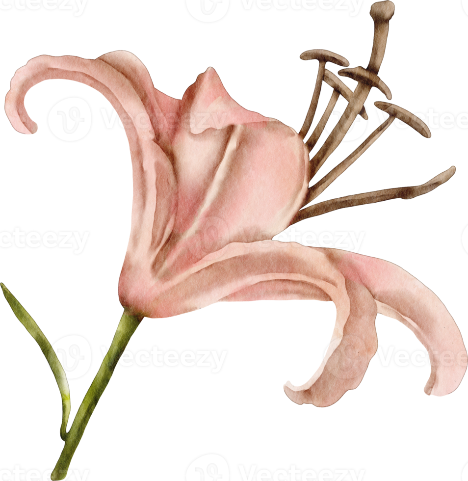 fleur de lys aquarelle png