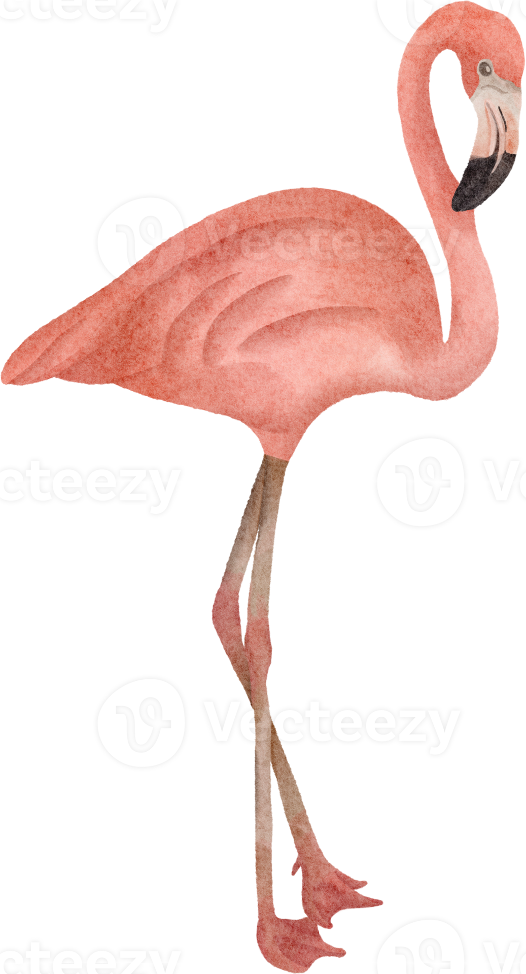 watercolor flamingo clip art 16529927 PNG