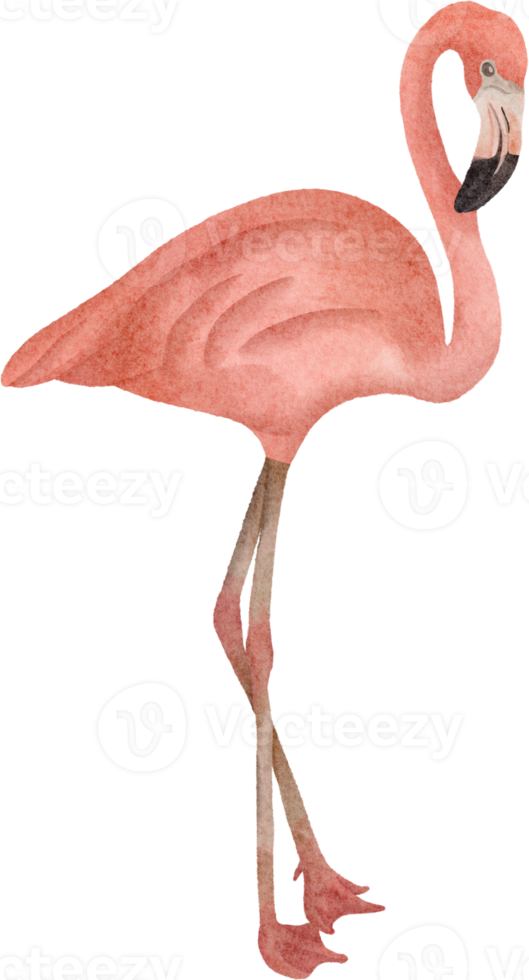 aquarela flamingo clipart png