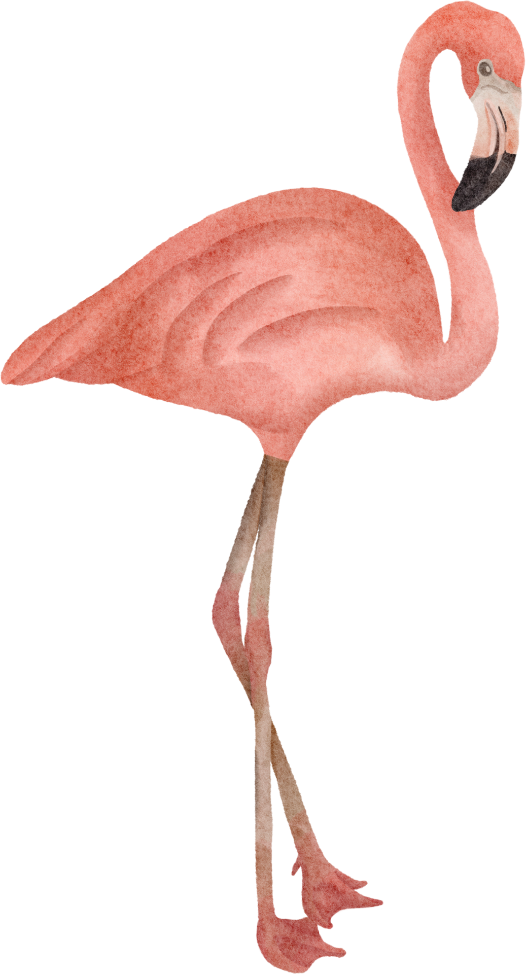 Watercolor Flamingo Clip Art 16529927 Png