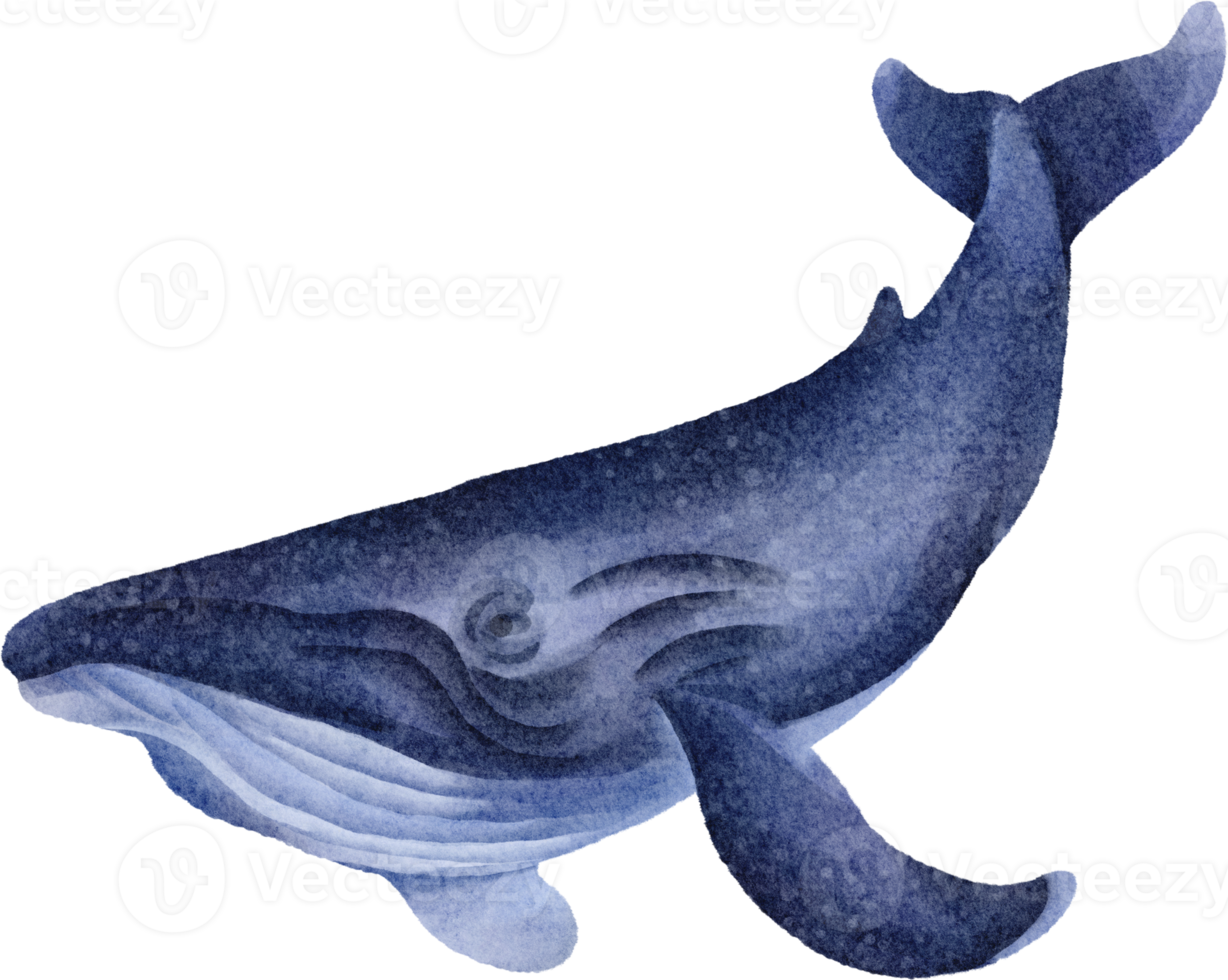 imágenes prediseñadas de ballena acuarela png