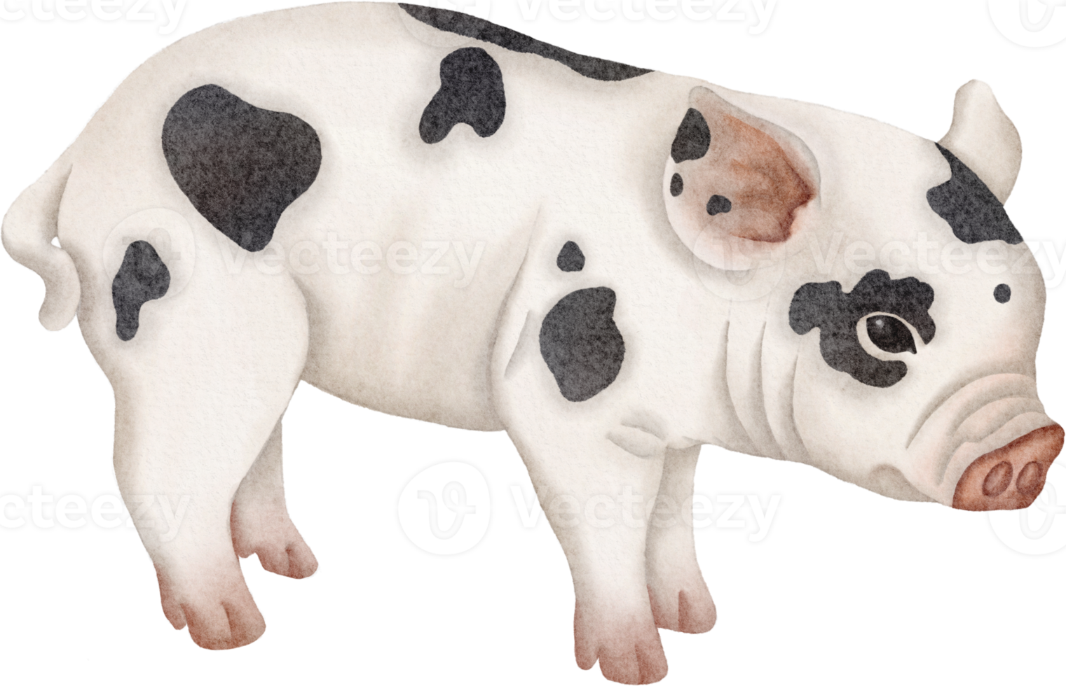 watercolor pig clip art png