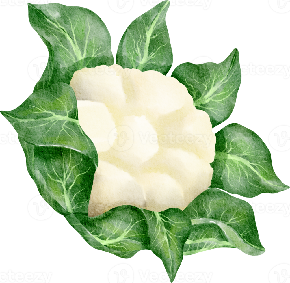 watercolor cauliflower vegetable clip art png
