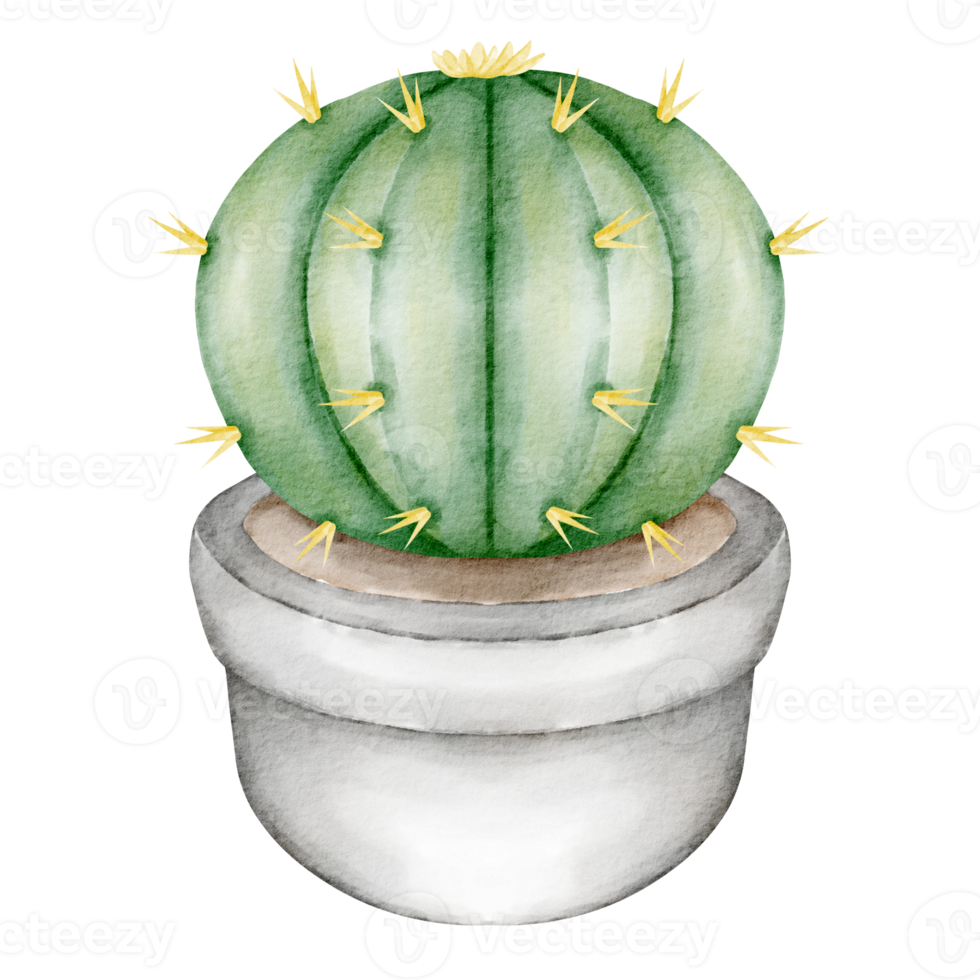 pot de cactus aquarelle png