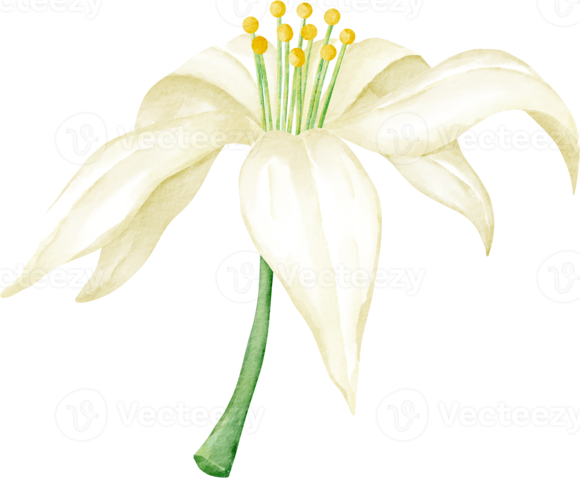 vattenfärg blomma citron- png