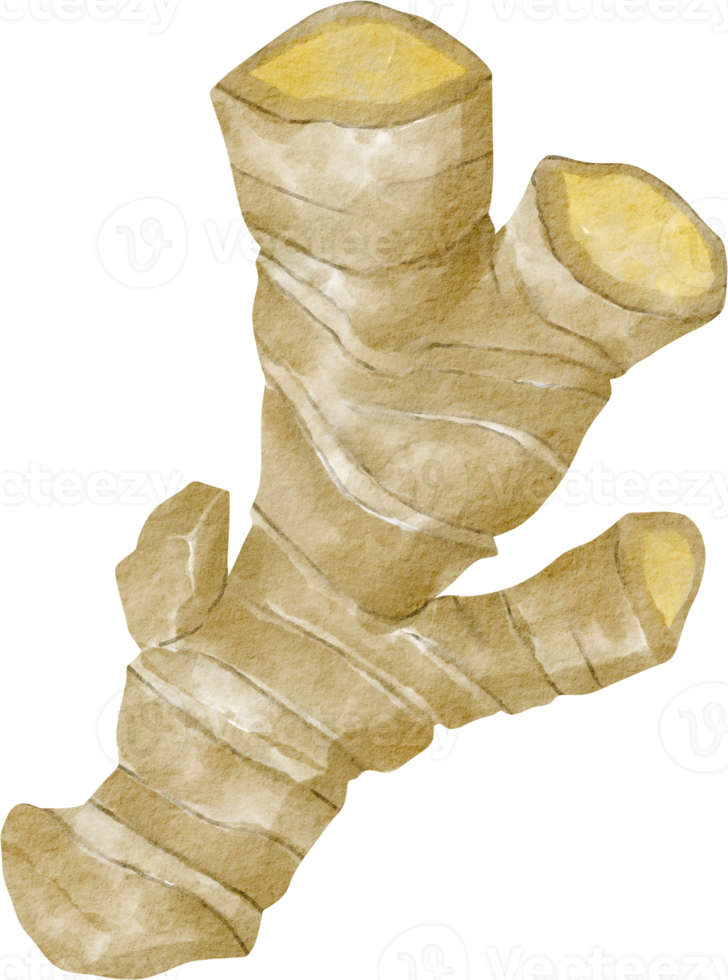 vattenfärg ingefära ört klämma konst png
