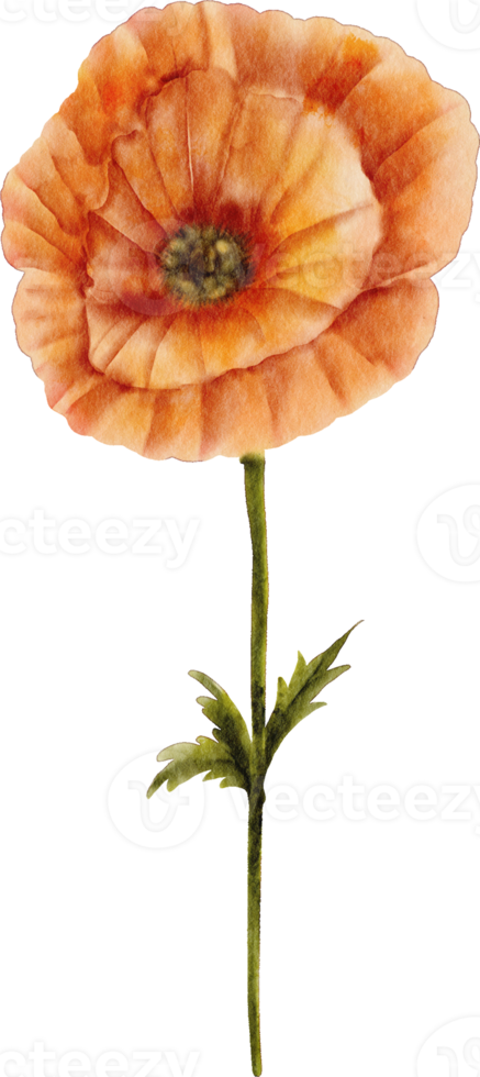 waterverf papaver bloem png