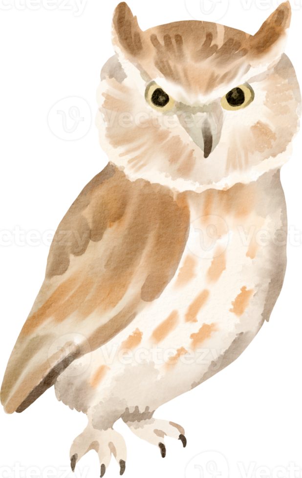 watercolor owl cute clip art png