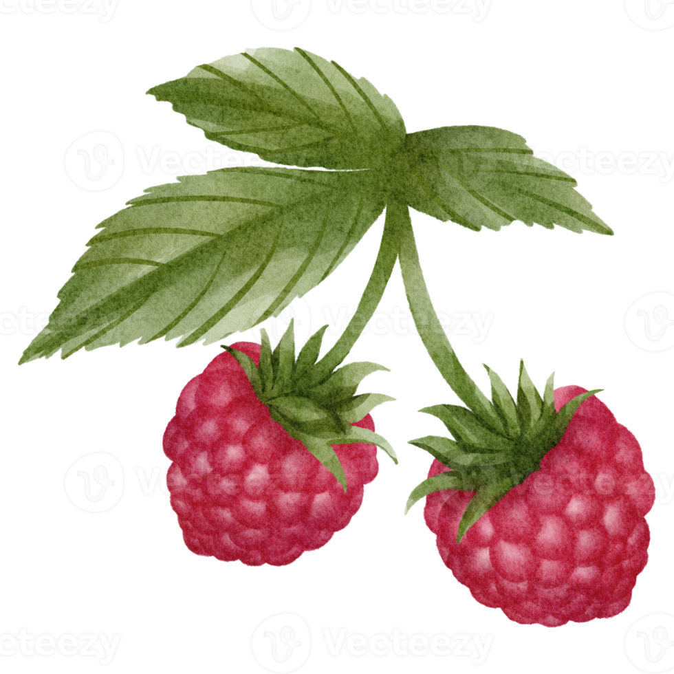 watercolor raspberry clip art png