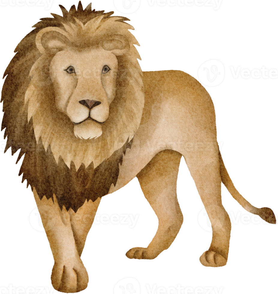 watercolor lion clip art png