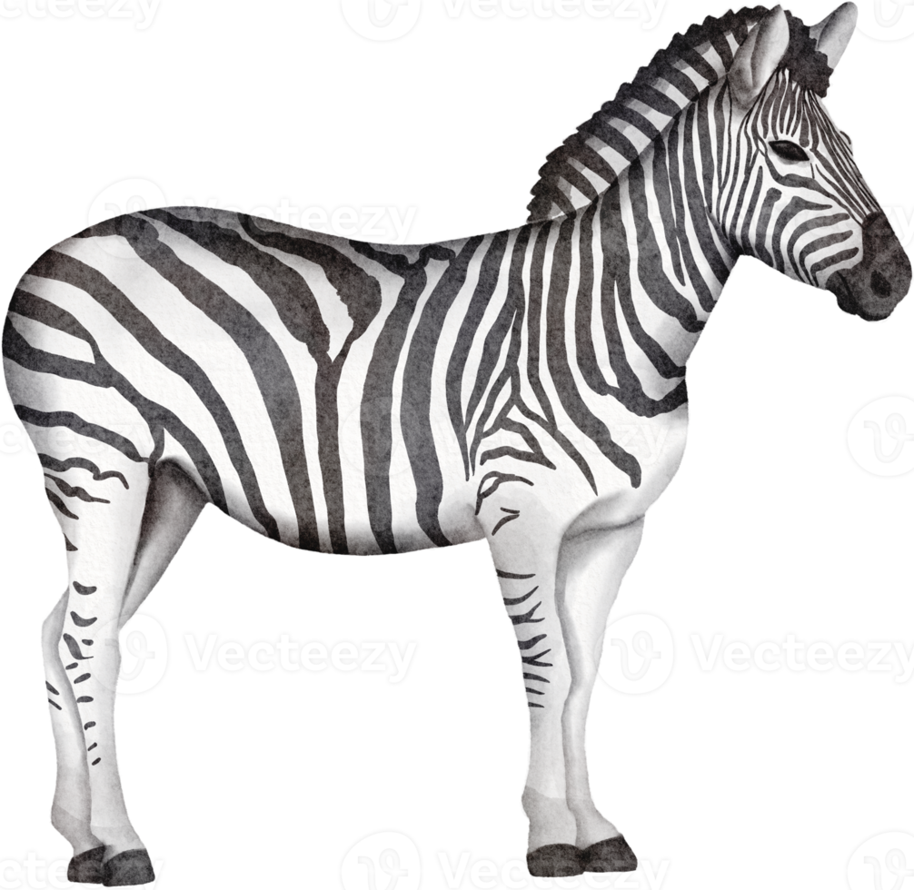 vattenfärg zebra klämma konst png