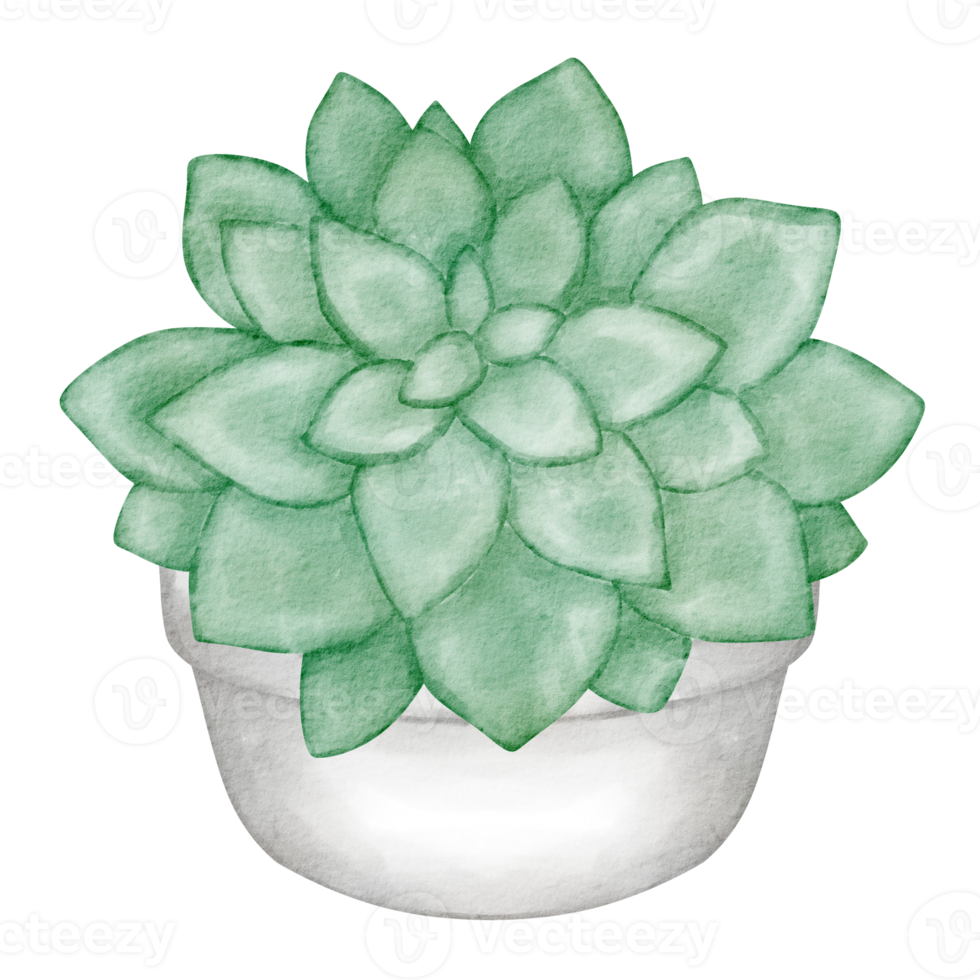 clipart de suculenta acuarela png