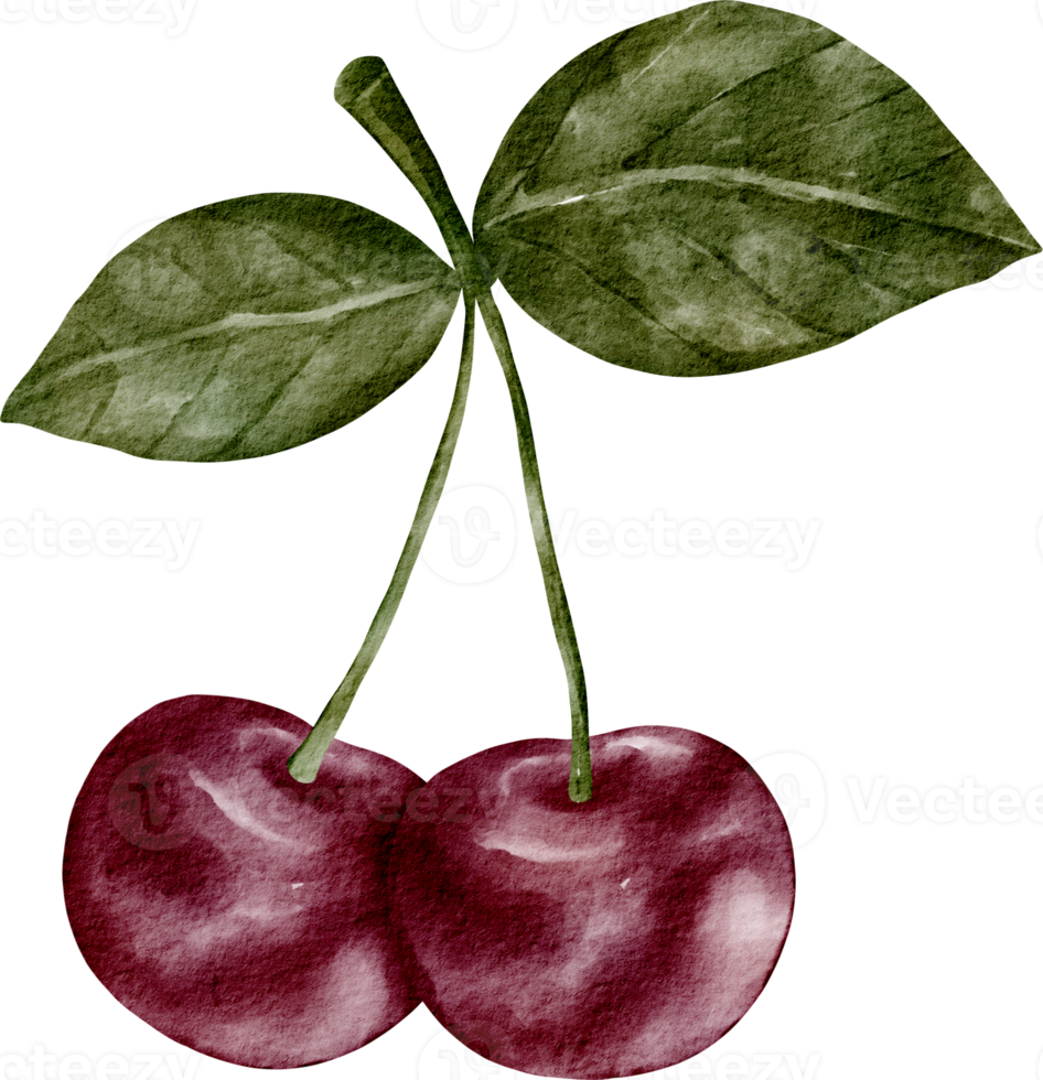 watercolor cherry fruit png