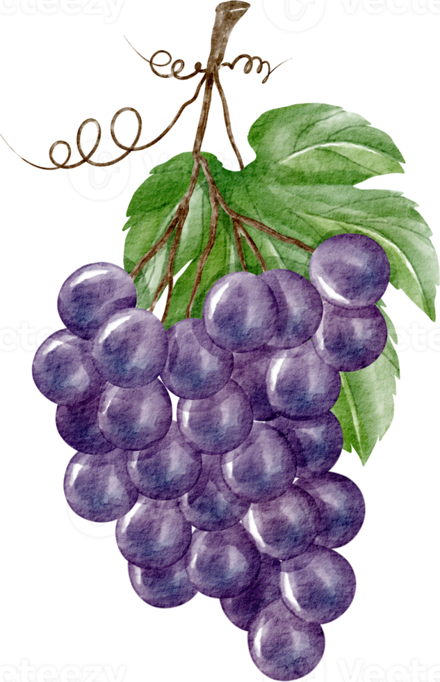 imágenes prediseñadas de uva acuarela png