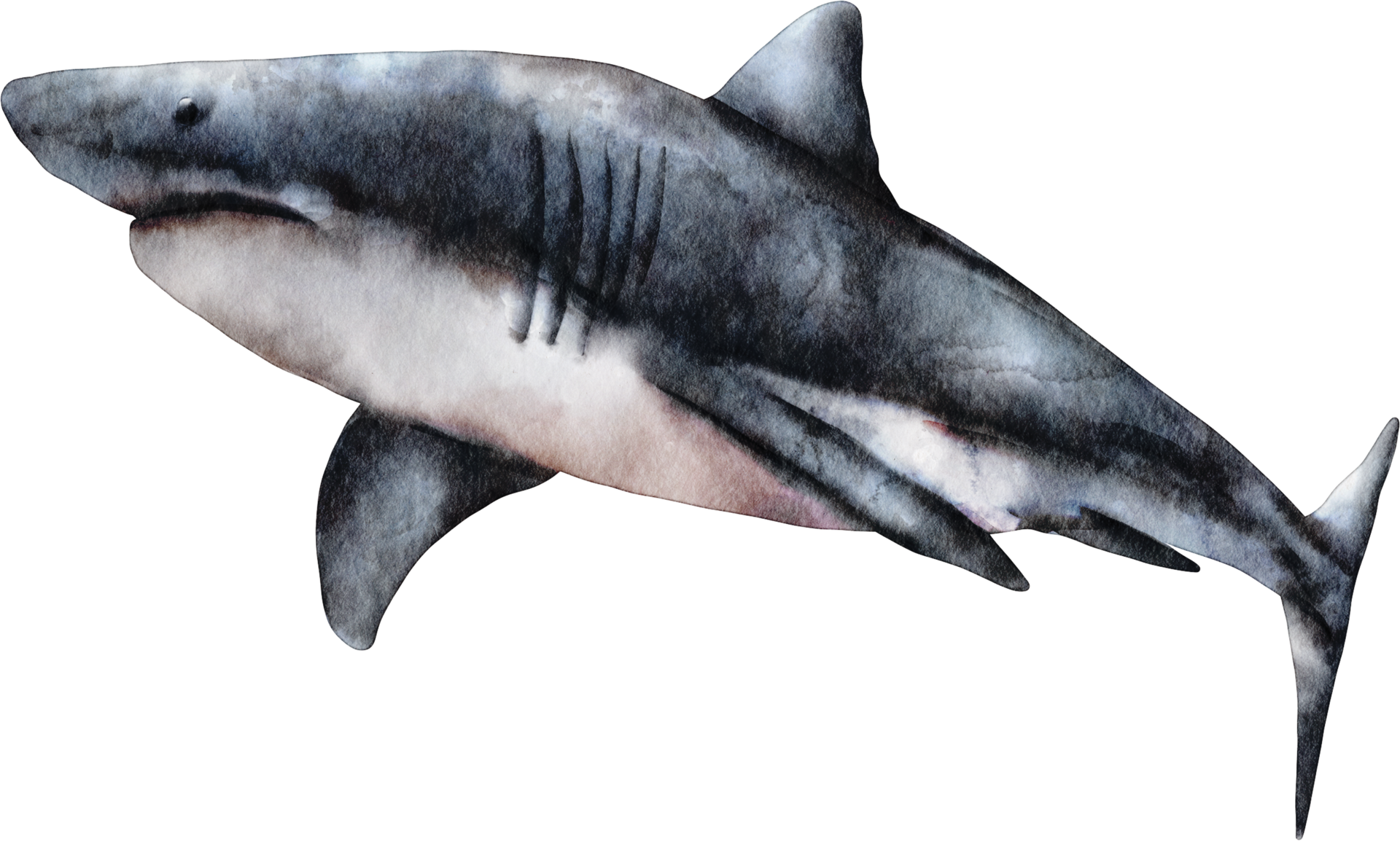 waterverf-haai-zee-dier-klem-kunst-16532522-png