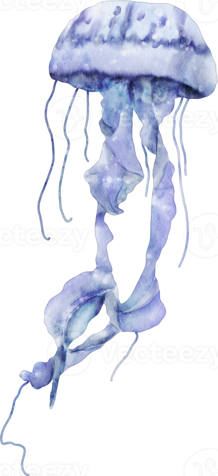 watercolor jellyfish sea animal clip art png
