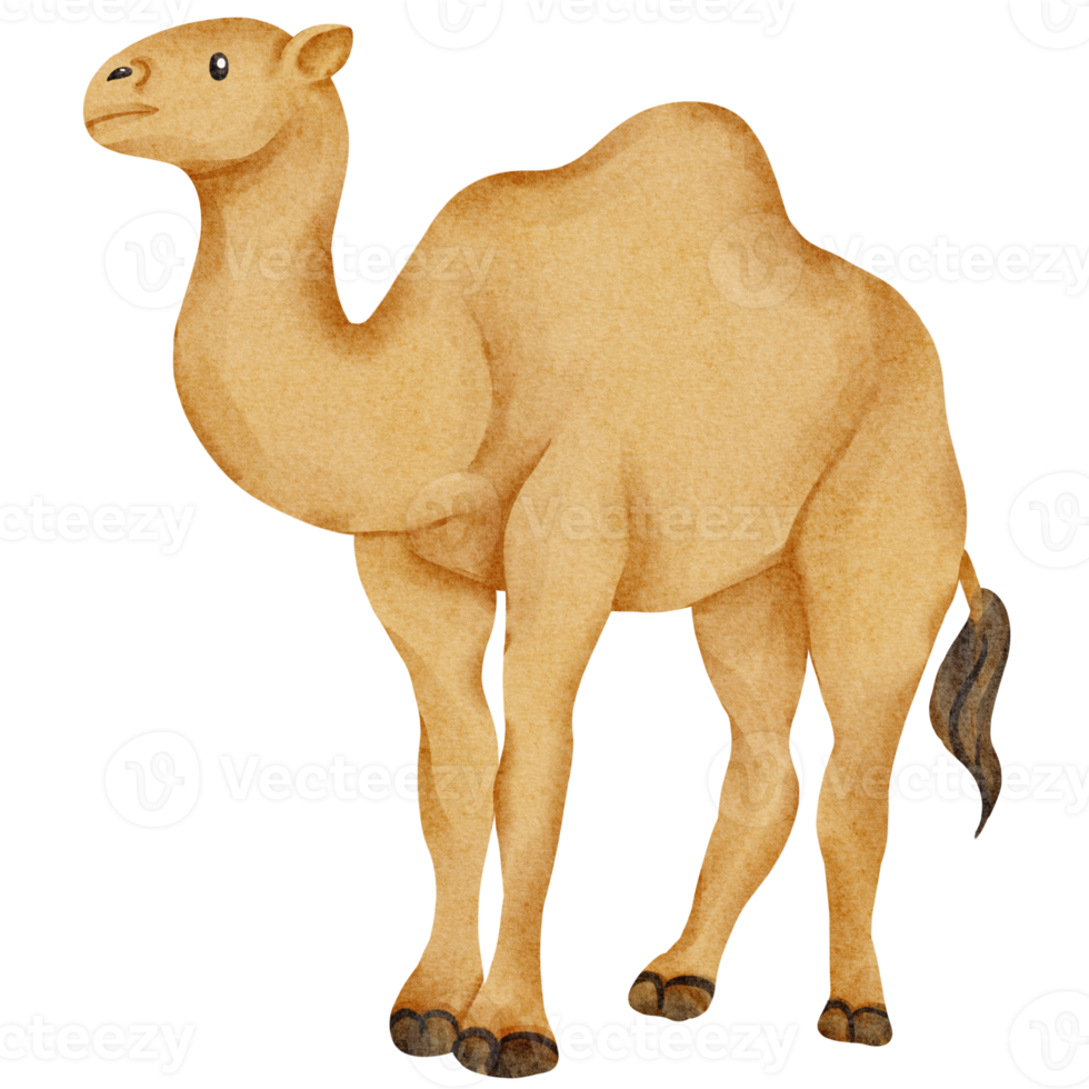 watercolor camel animal element png