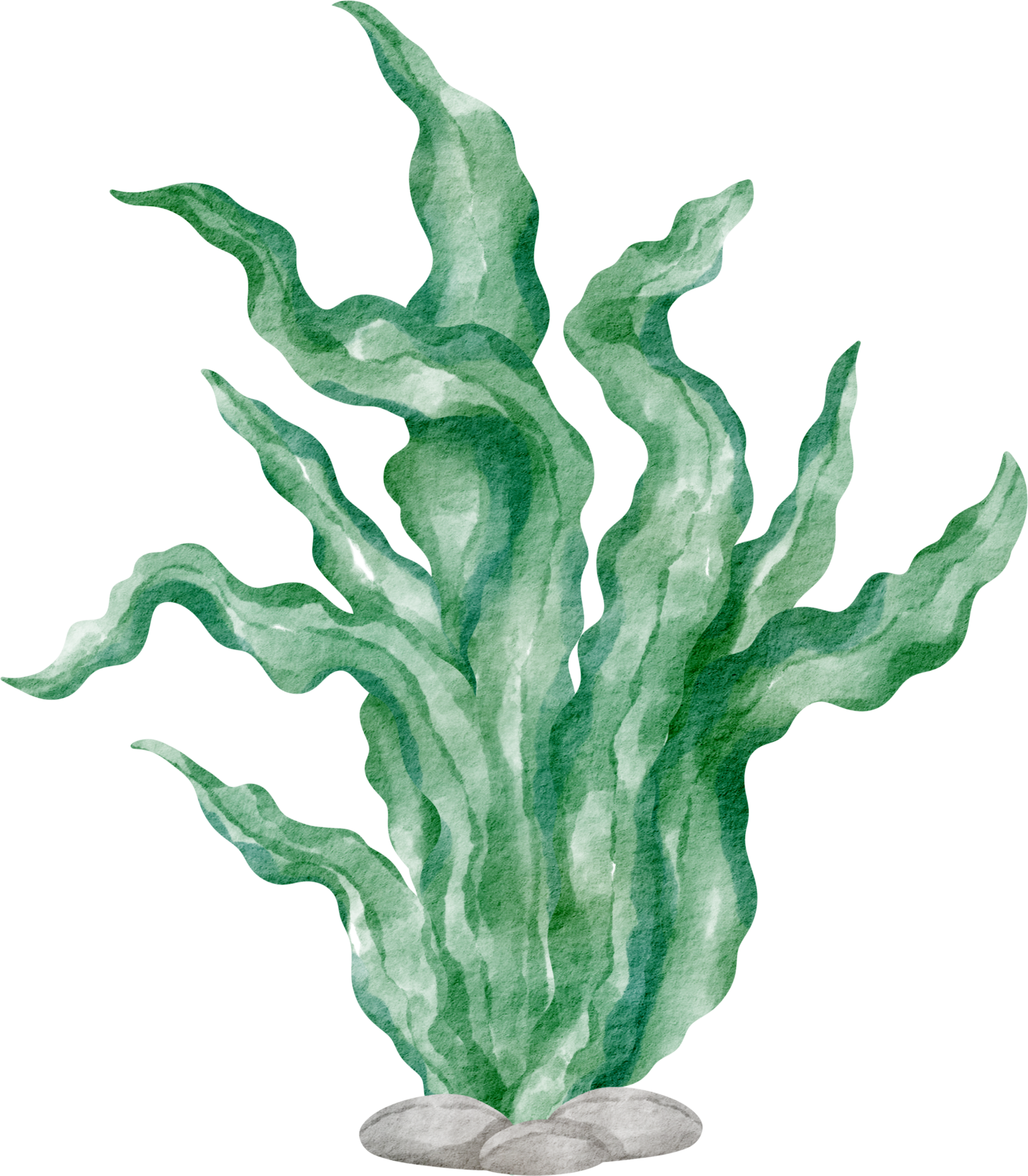 Desenhos Animados Algas Waterweed Pintados à Mão Em Aquarela PNG Imagens  Gratuitas Para Download - Lovepik