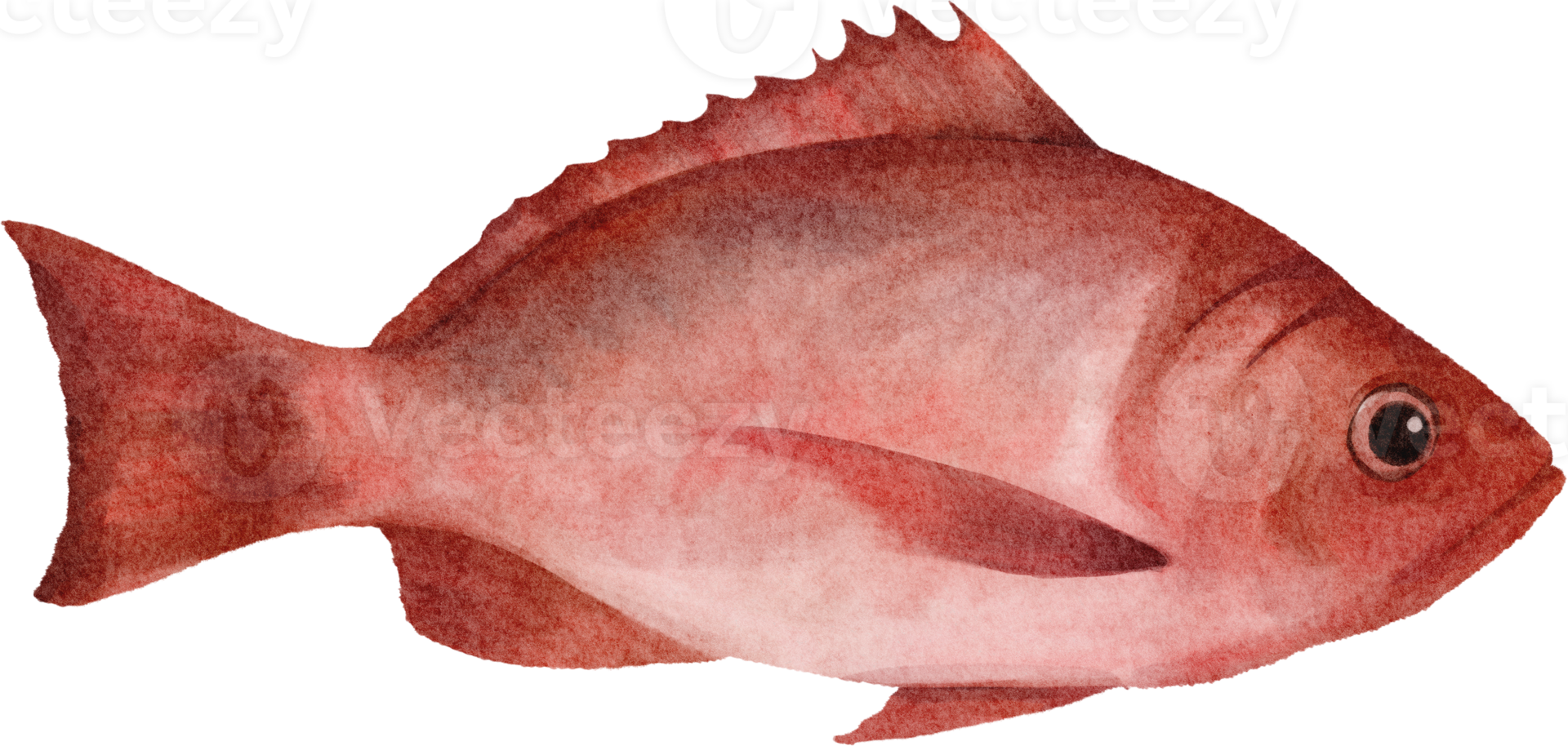 vattenfärg snapper fisk png