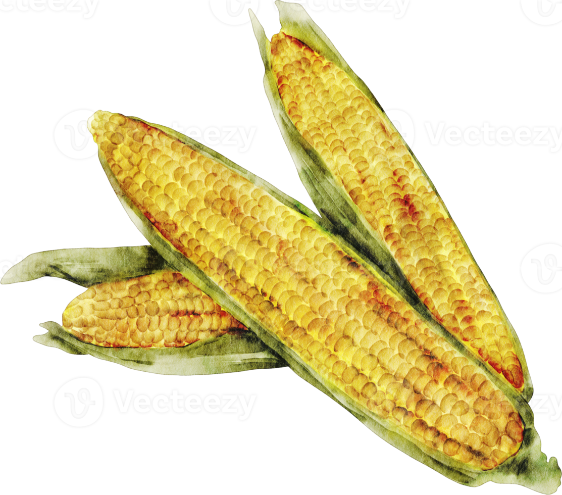 watercolor corn vegetable png