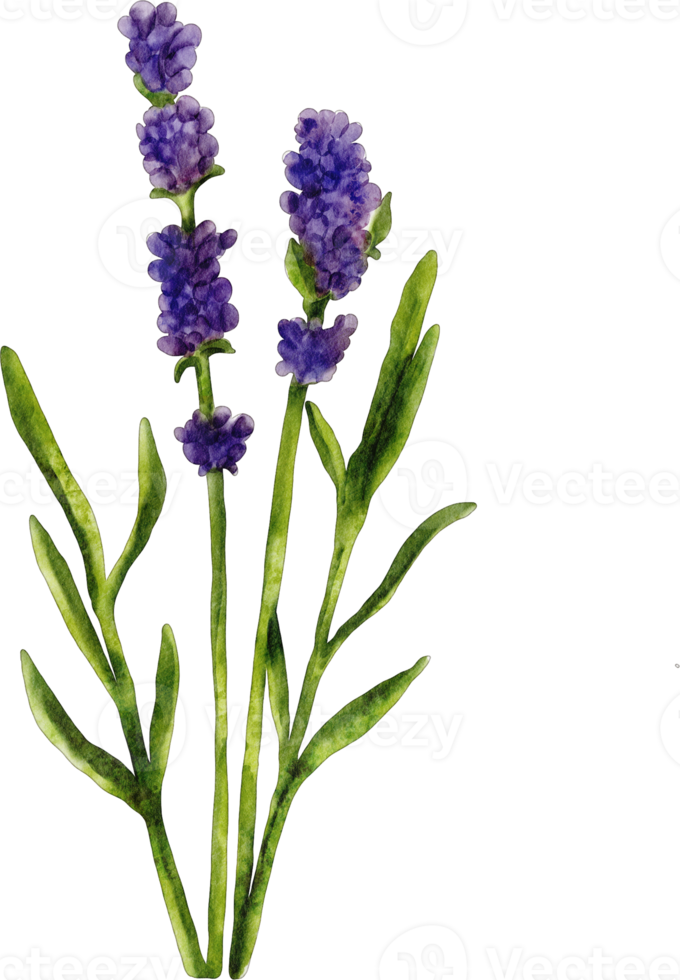 fiore di lavanda ad acquerello png