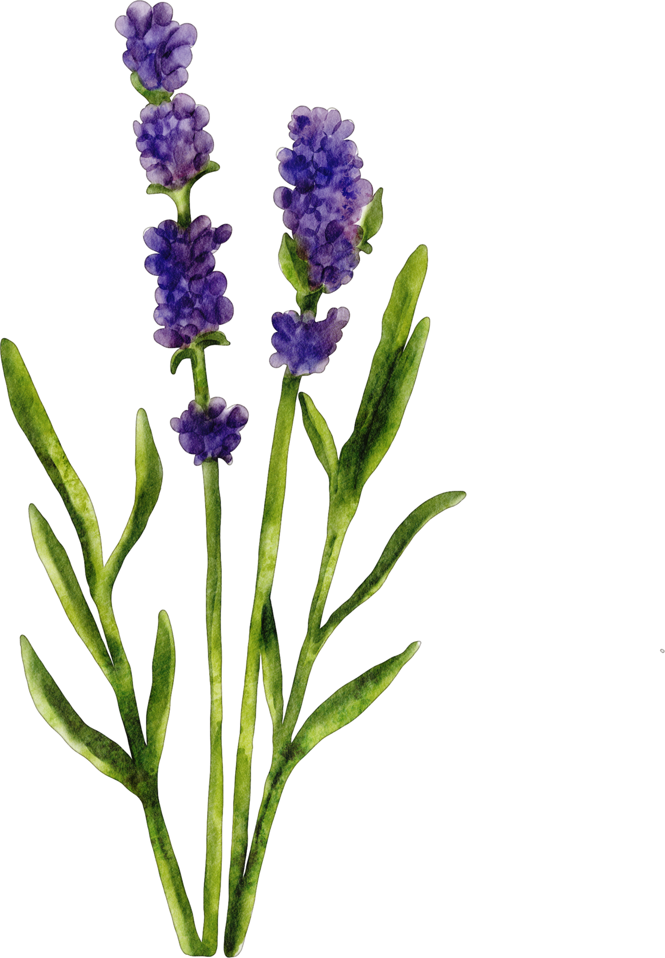 Free flor de lavanda acuarela 16532598 PNG with Transparent Background