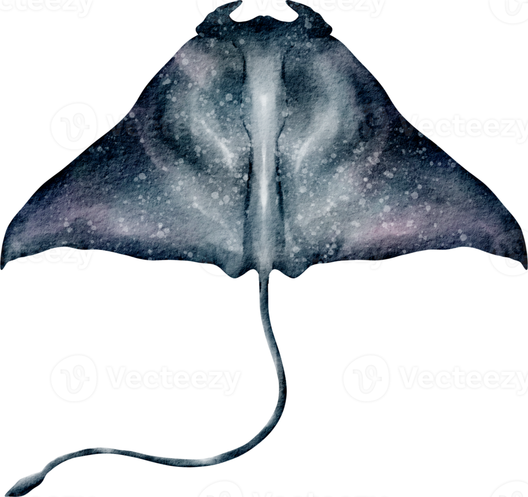 Free dibujos animados de mantarraya acuarela 16532602 PNG with Transparent Background Free dibujos animados de mantarraya acuarela 16532602 PNG with Transparent Background