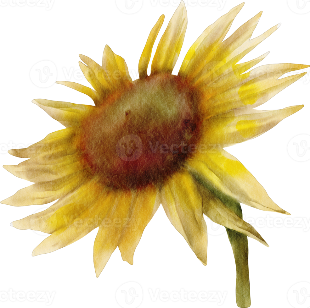 watercolor sunflower clip art png