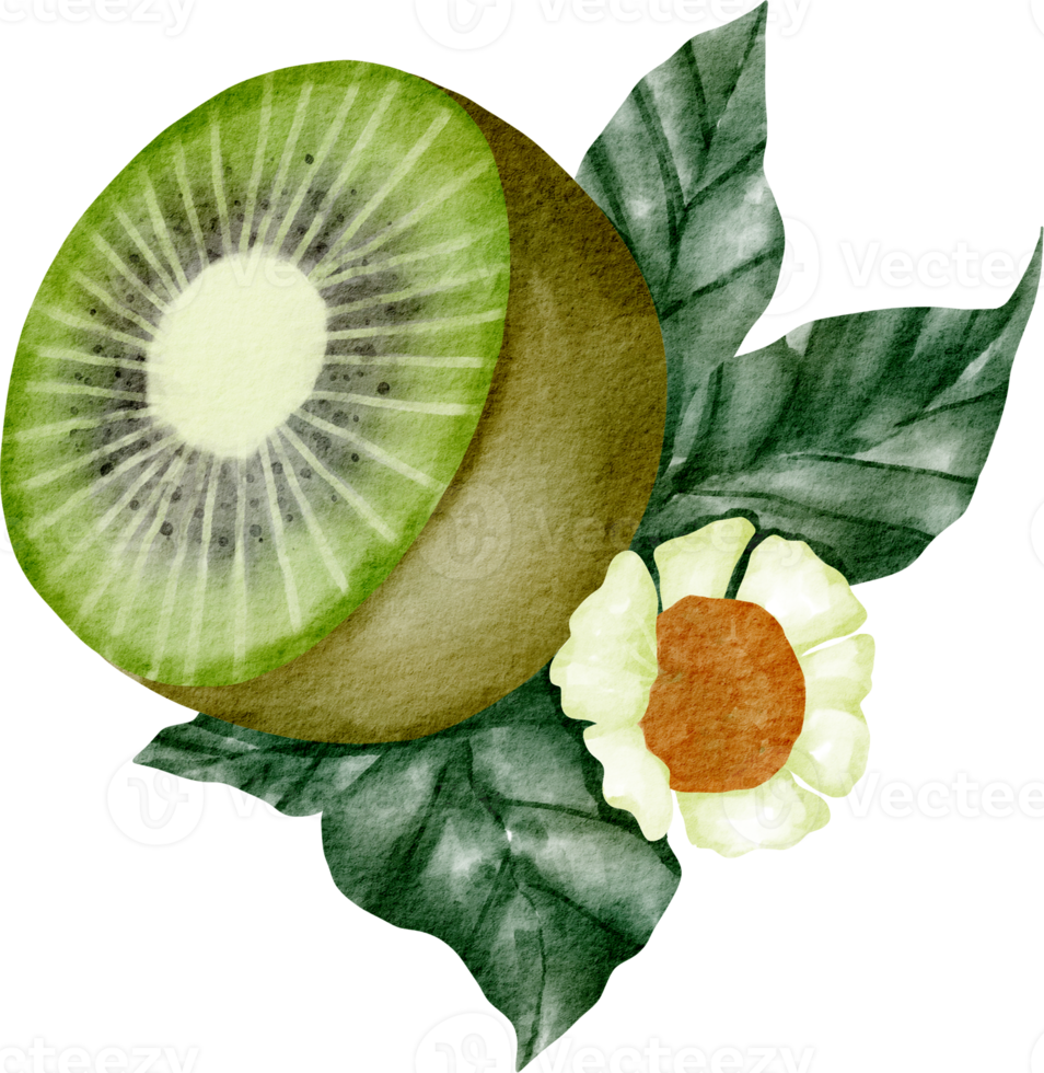 watercolor kiwi vegetable png